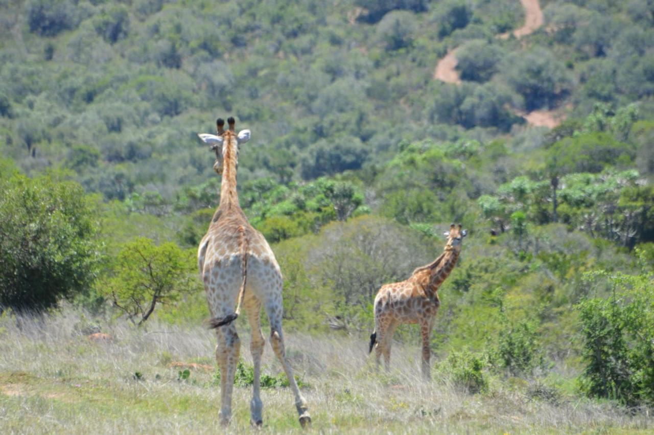 African Safari Lodge Grahamstown Buitenkant foto