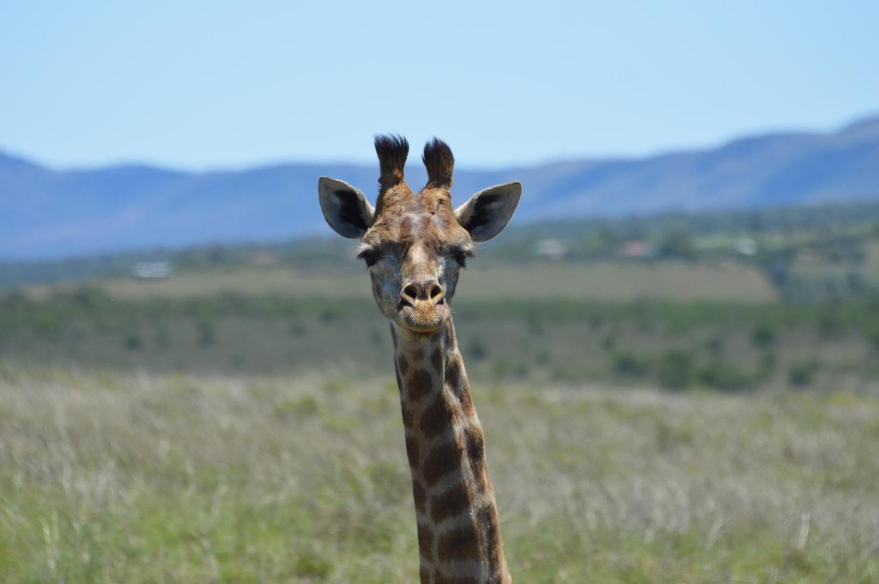 African Safari Lodge Grahamstown Buitenkant foto