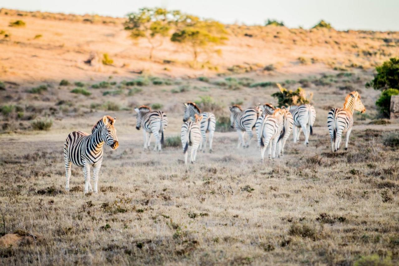 African Safari Lodge Grahamstown Buitenkant foto