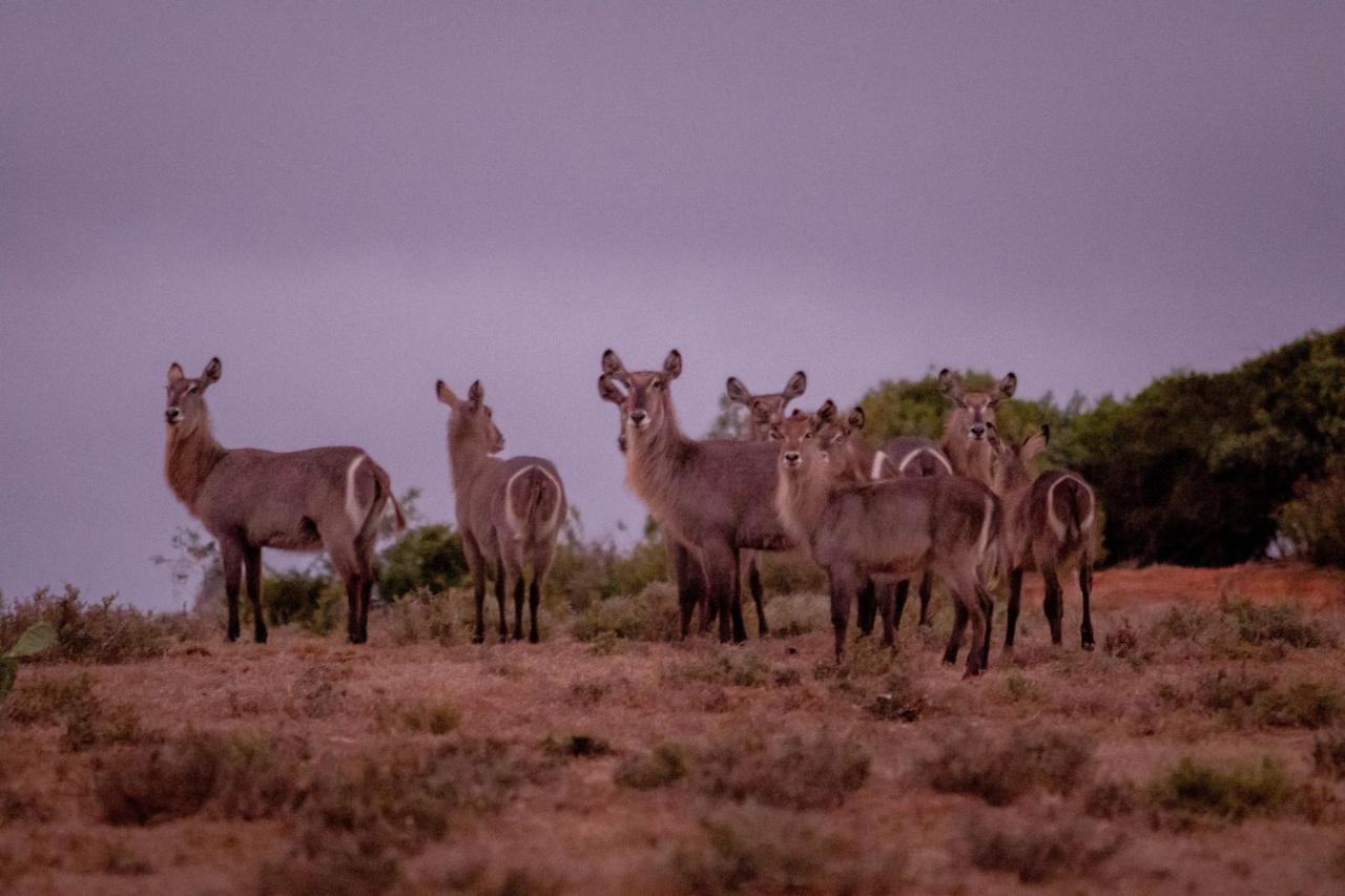 African Safari Lodge Grahamstown Buitenkant foto