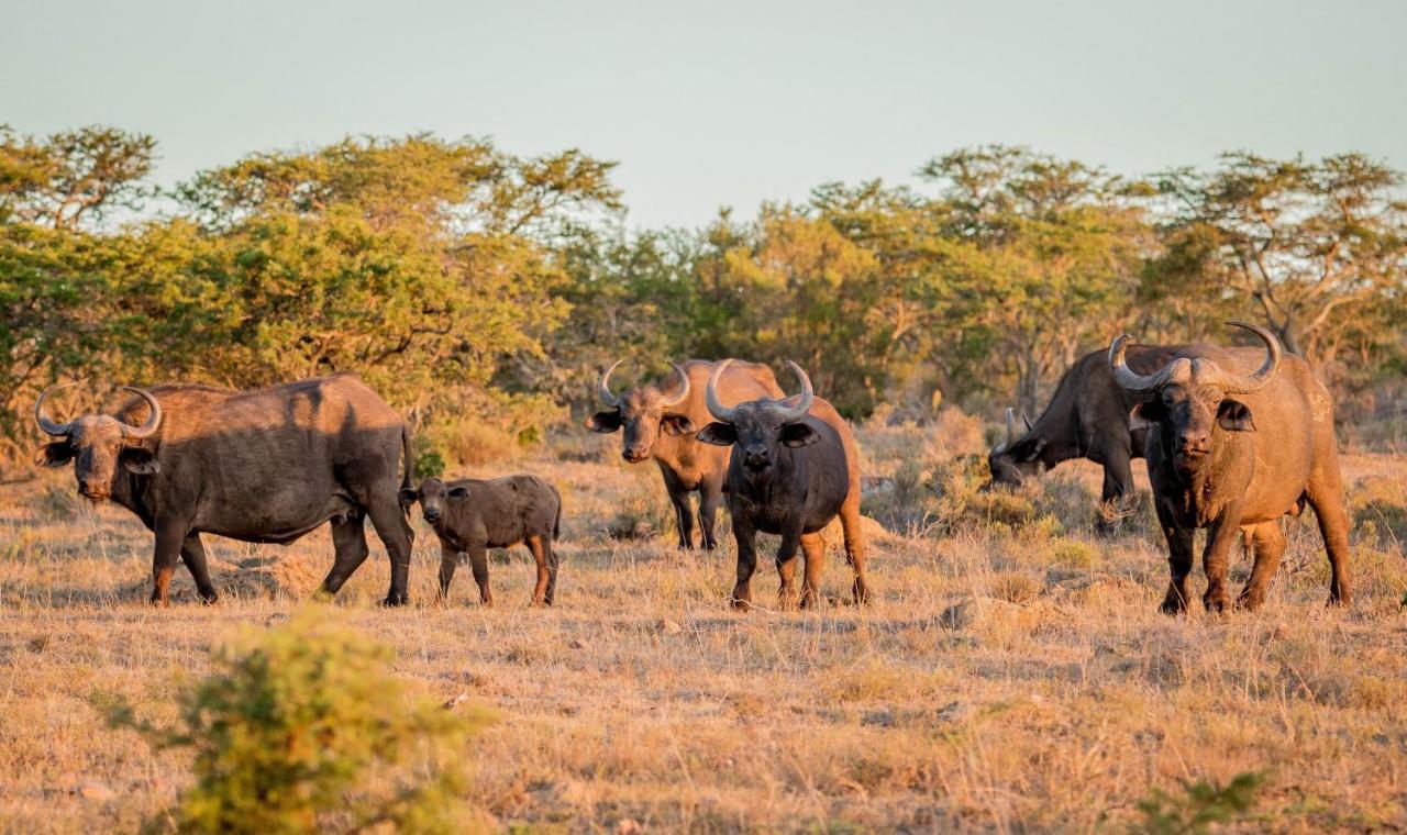 African Safari Lodge Grahamstown Buitenkant foto